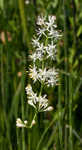 Coastal false asphodel